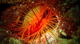 Image of Electric Flame Scallop