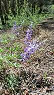 Imagem de Lupinus arbustus Lindl.