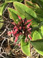 Plancia ëd Euphorbia tithymaloides L.