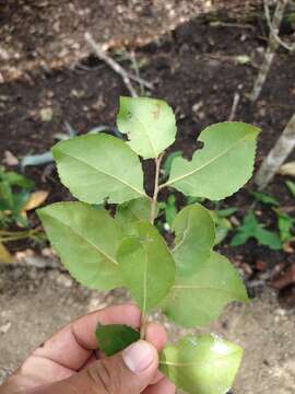 Image of Xylosma horrida Rose