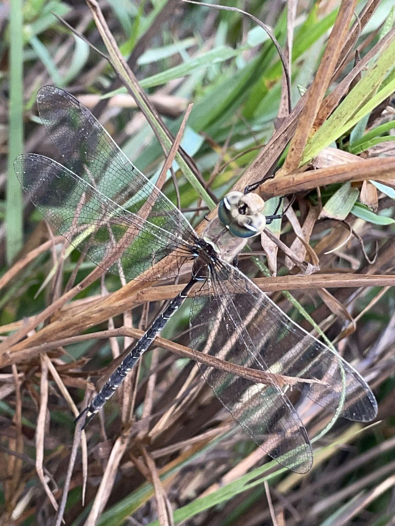 Image de Gynacantha africana (Palisot de Beauvois 1807)