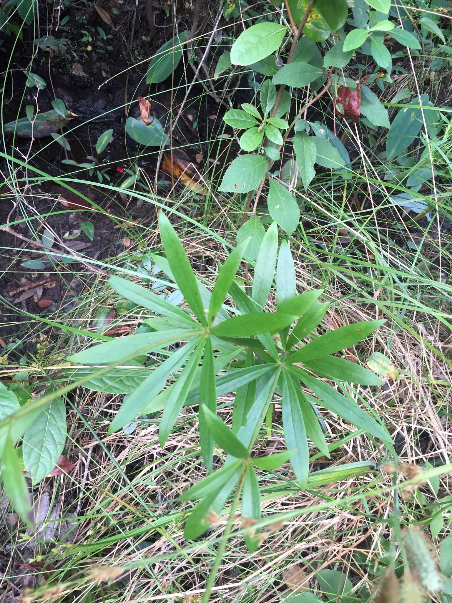 Image of panhandle lily