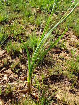 Image of Hypoxis rigidula var. rigidula