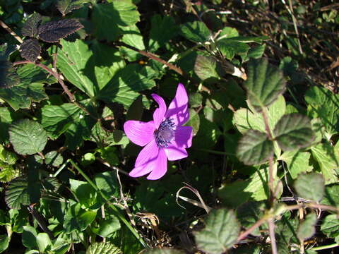 Image of Anemone pavonina Lam.