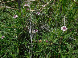 Plancia ëd Phyla cuneifolia (Torr.) Greene