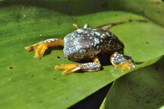 Image de Cruziohyla craspedopus (Funkhouser 1957)