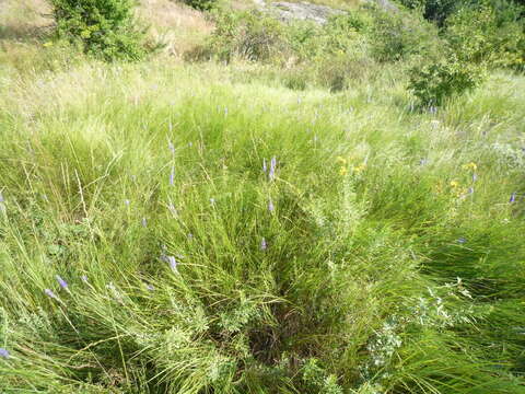 Imagem de Elymus stipifolius (Trautv.) Melderis