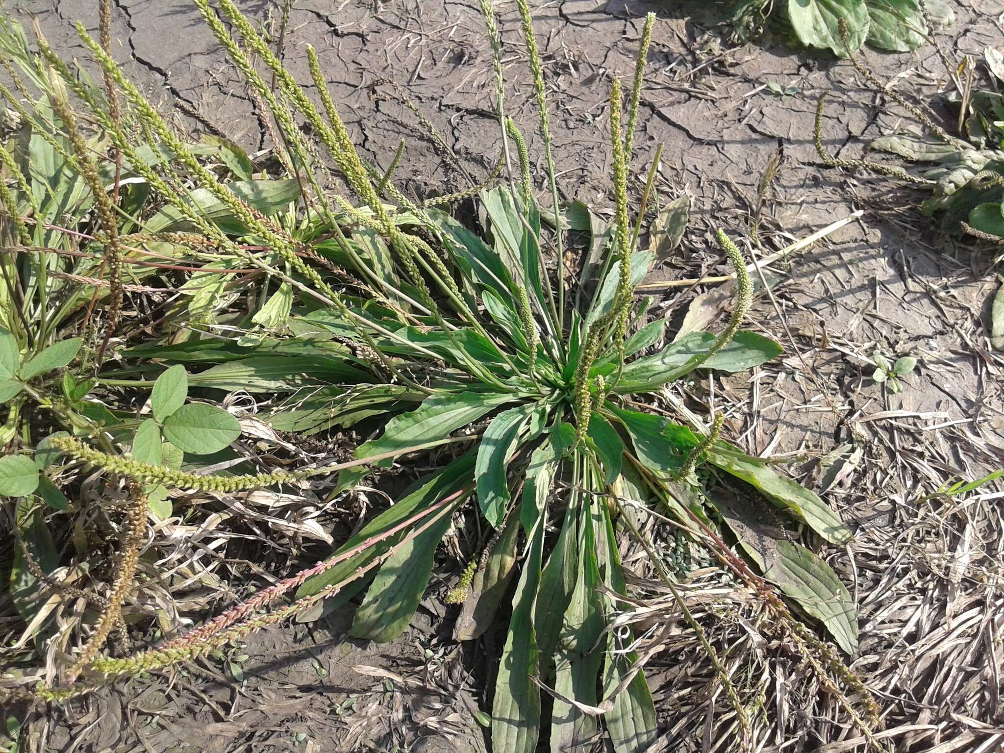 Image of Plantago depressa Willd.