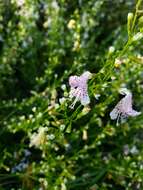 Imagem de Dicerandra frutescens subsp. modesta Huck