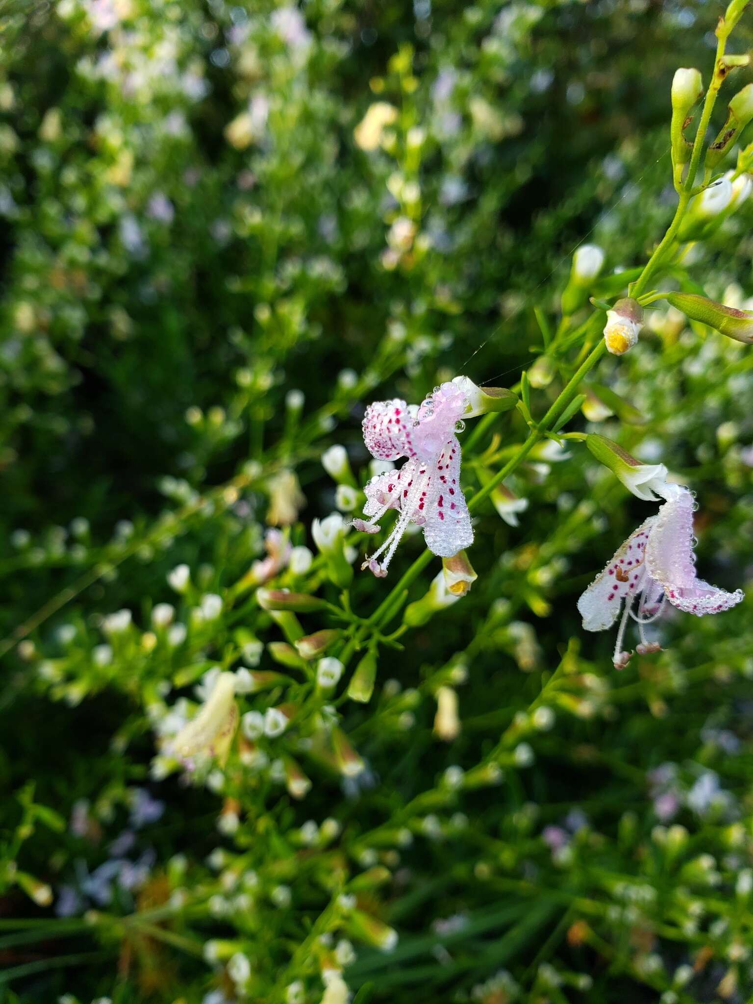 Imagem de Dicerandra frutescens subsp. modesta Huck