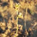 Image of Aspidoglossum lamellatum (Schltr.) F. K. Kupicha