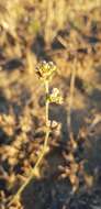 Image of Aspidoglossum lamellatum (Schltr.) F. K. Kupicha