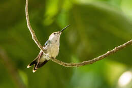 Image of Long-tailed Woodnymph