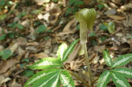 Image of Arisaema aequinoctiale Nakai & F. Maek.