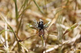 Image of Habronattus ophrys Griswold 1987