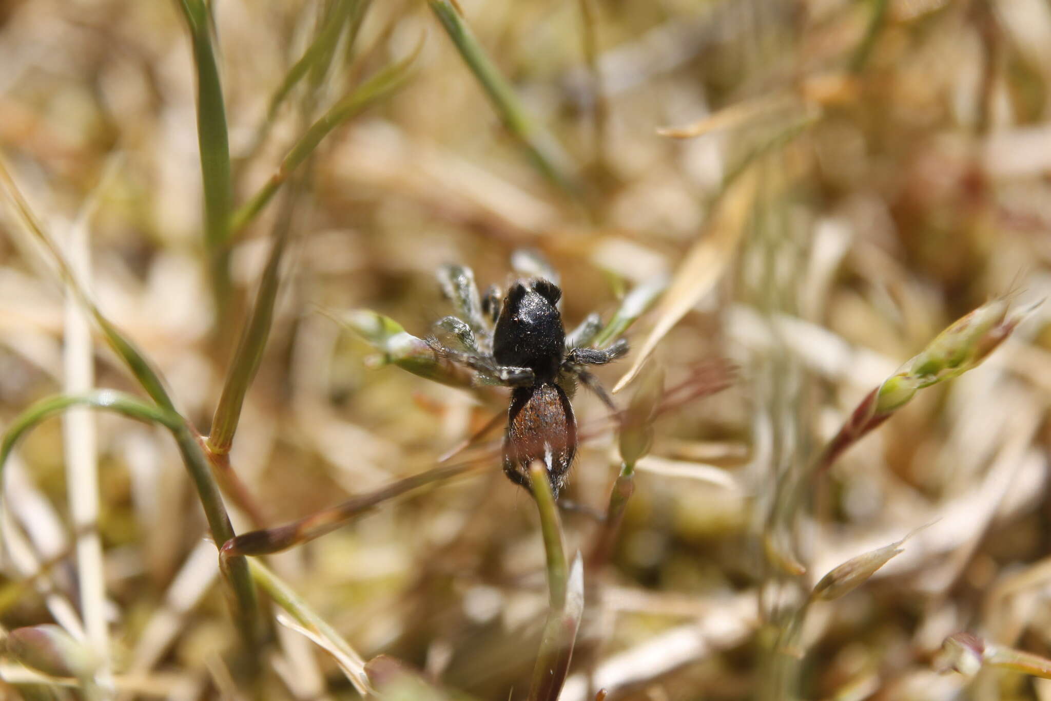 Image of Habronattus ophrys Griswold 1987