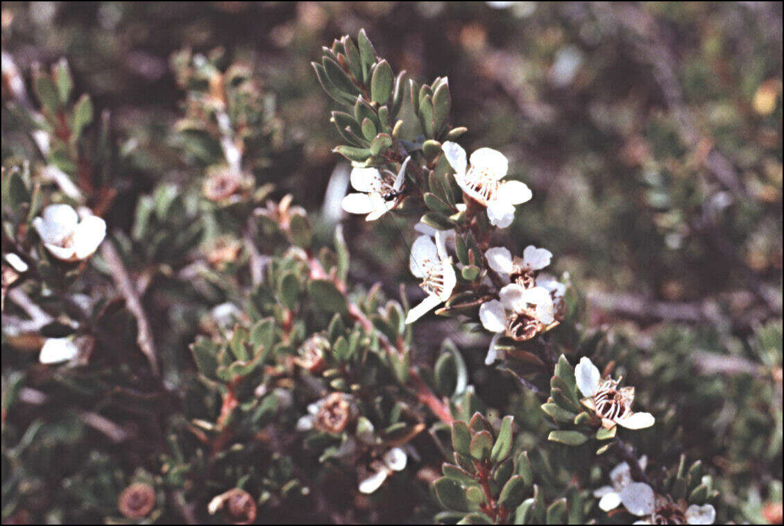 Sivun Leptospermum rupestre Hook. fil. kuva