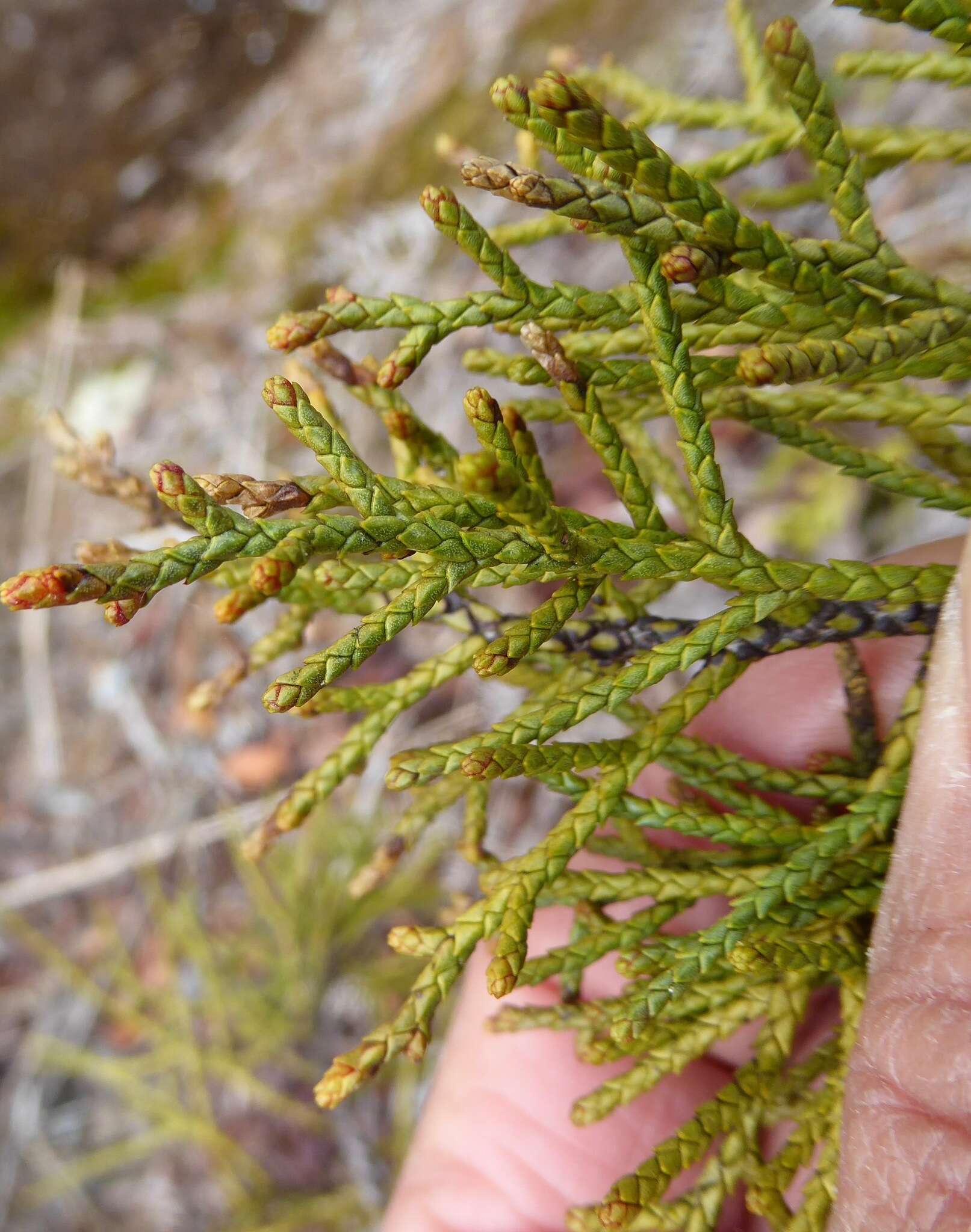 Image of Silver Pine