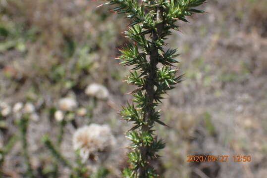 Image of Metalasia trivialis P. O. Karis