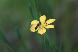 Image de Allograpta pulchra Shannon 1927