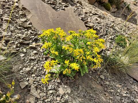 Plancia ëd Senecio leucanthemifolius subsp. caucasicus (DC.) Greuter