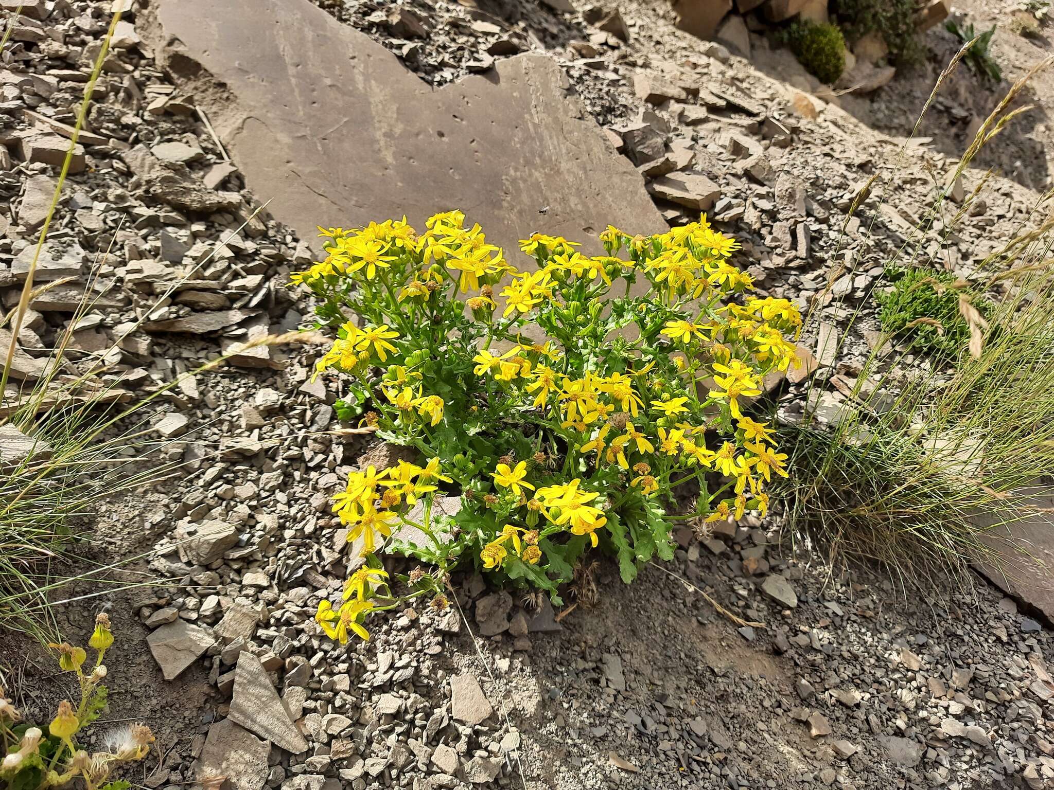 Plancia ëd Senecio leucanthemifolius subsp. caucasicus (DC.) Greuter