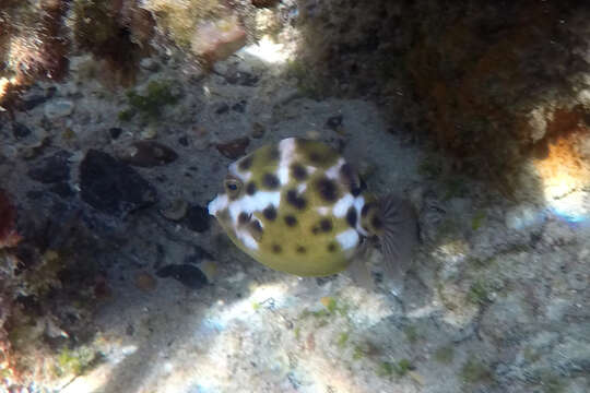 Image of Blue boxfish