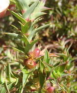 Image of Cliffortia ilicifolia var. cordifolia (Lam.) Harv.