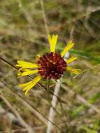 Image of purpledisk honeycombhead