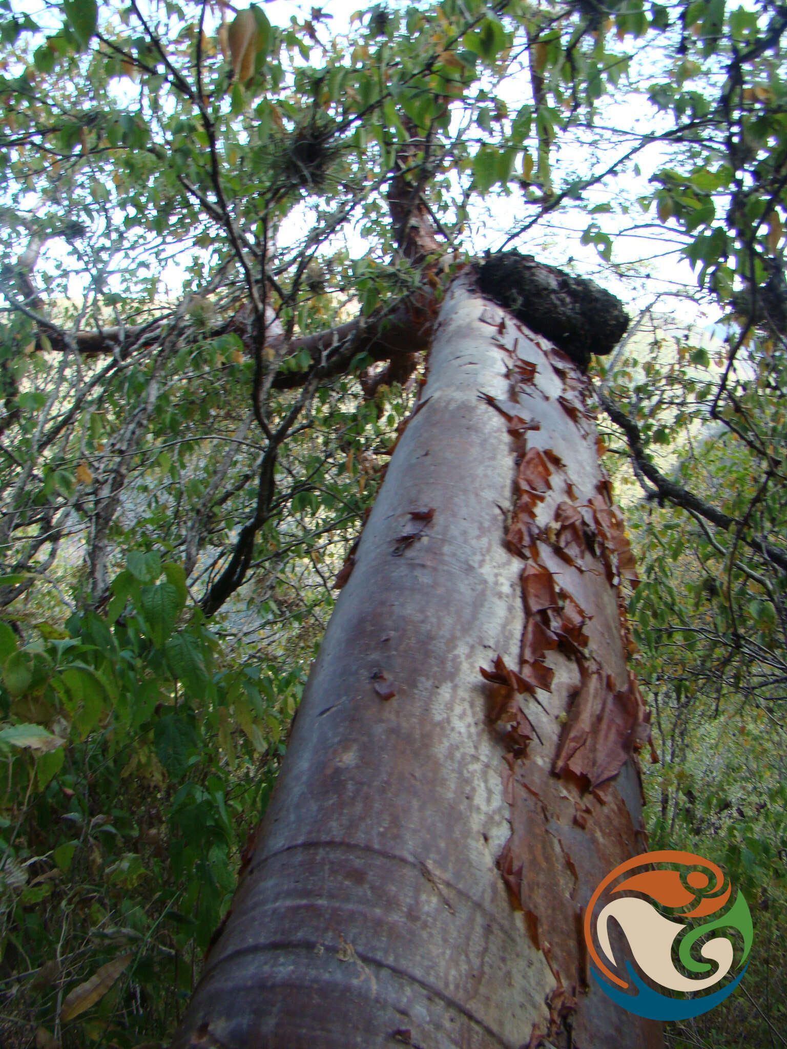 Image de Bursera cinerea Engl.