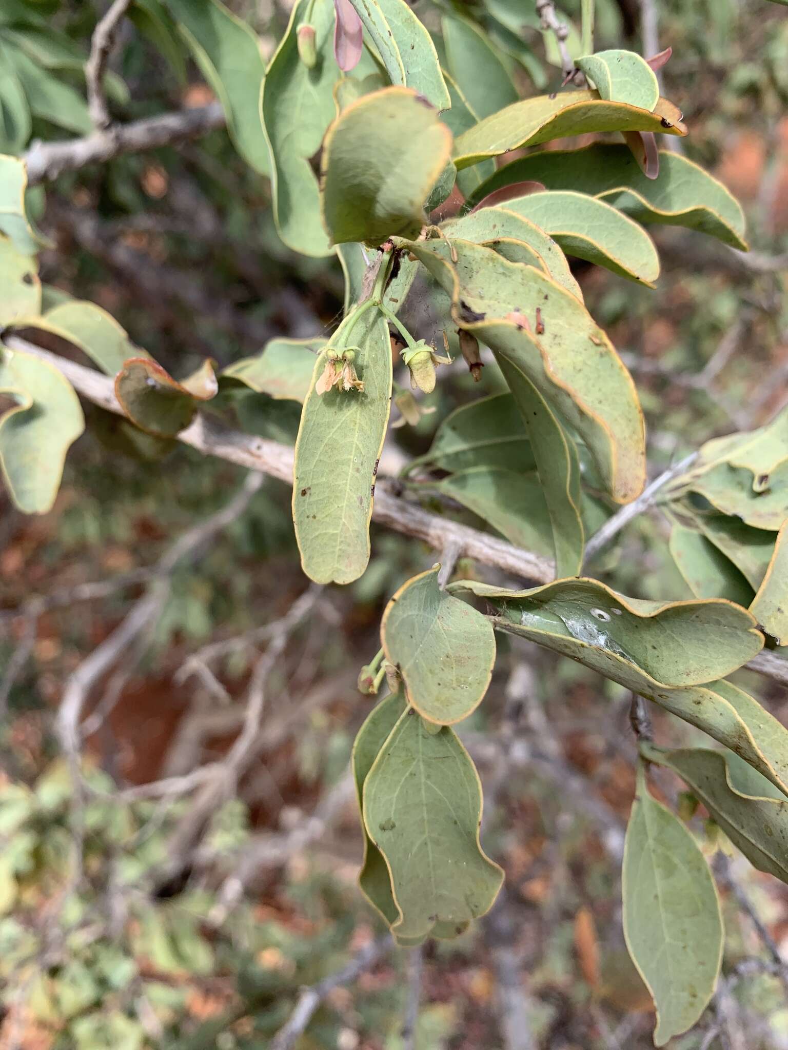 Image of Blue sourplum