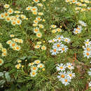 Image of Argyranthemum callichrysum subsp. callichrysum