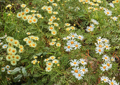 Image of Argyranthemum callichrysum subsp. callichrysum