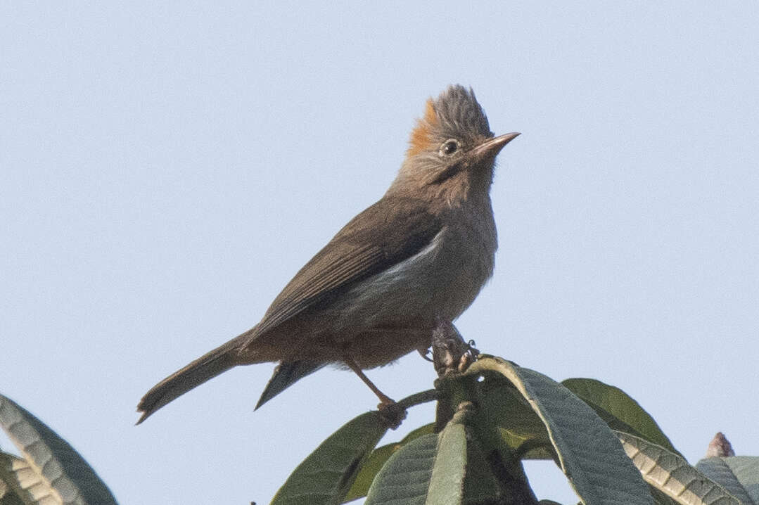 Imagem de Yuhina occipitalis Hodgson 1836