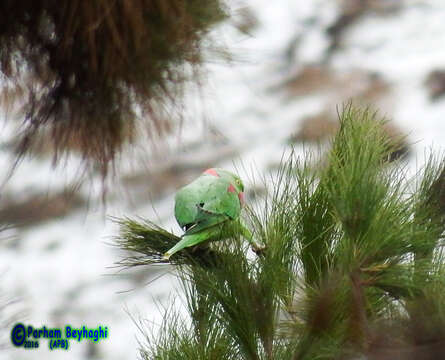 Image of Alexandrine Parakeet