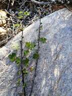 Image of Pelargonium antidysentericum subsp. antidysentericum