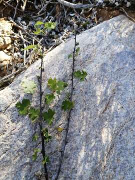 Image of Pelargonium antidysentericum subsp. antidysentericum