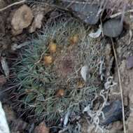 Image of Mammillaria brandegeei subsp. gabbii (J. M. Coult.) D. R. Hunt