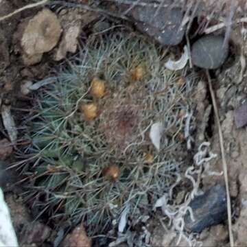 Image de Mammillaria brandegeei subsp. gabbii (J. M. Coult.) D. R. Hunt