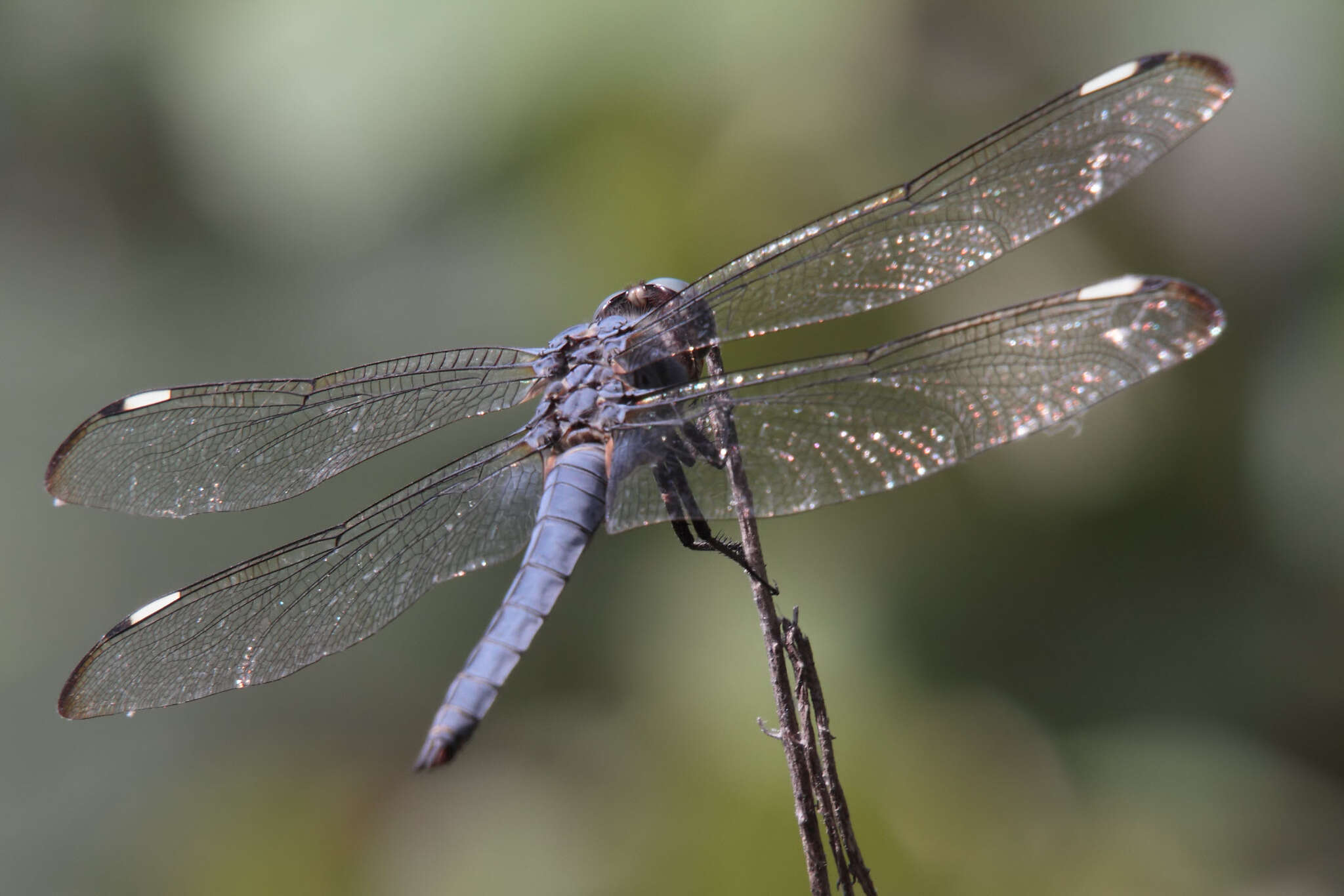 Image of Comanche Skimmer