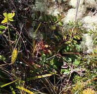 Image of Haloragis erecta subsp. cartilaginea (Cheeseman) Orchard