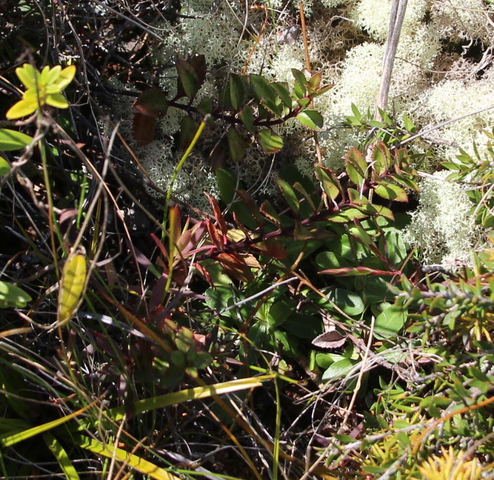 Image de Haloragis erecta subsp. cartilaginea (Cheeseman) Orchard