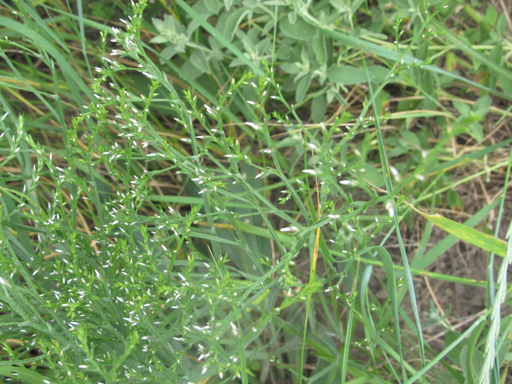 Image de Goniolimon tataricum (L.) Boiss.