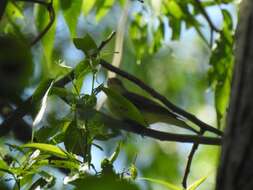 Image of Icterine Warbler