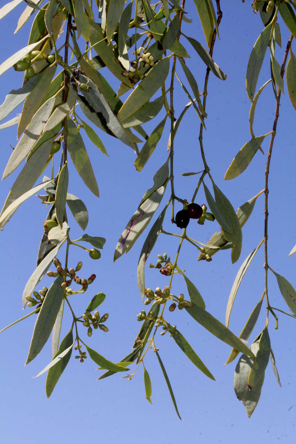 Image of Santalum lanceolatum R. Br.