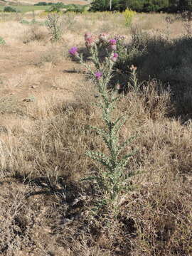 Imagem de Onopordum illyricum subsp. illyricum