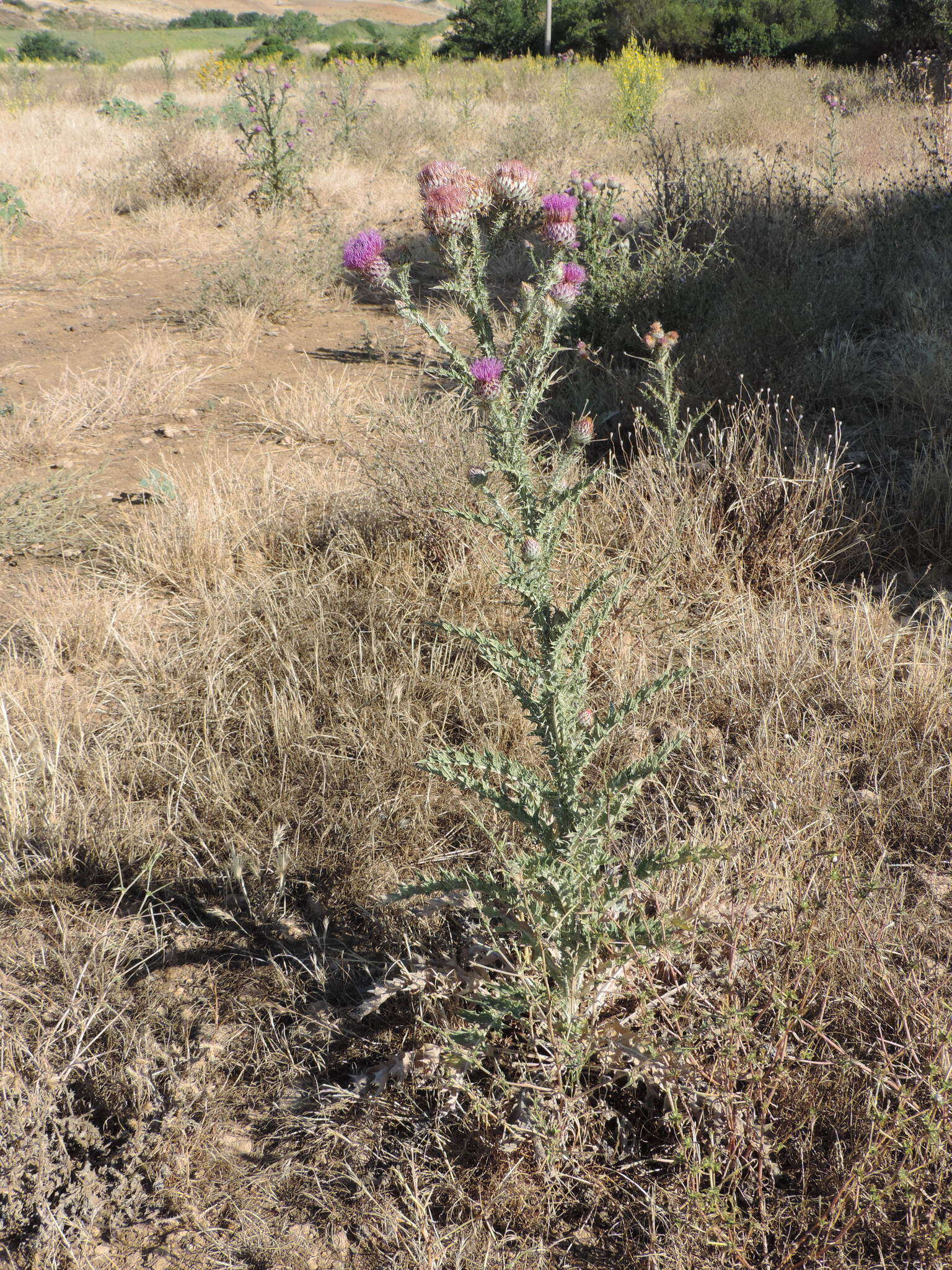 Imagem de Onopordum illyricum subsp. illyricum