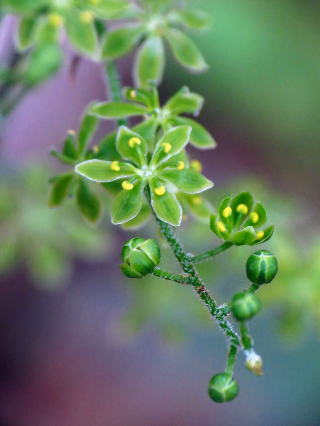 Image of Appalachian bunchflower