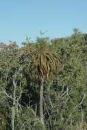 Image of Aloe pluridens Haw.