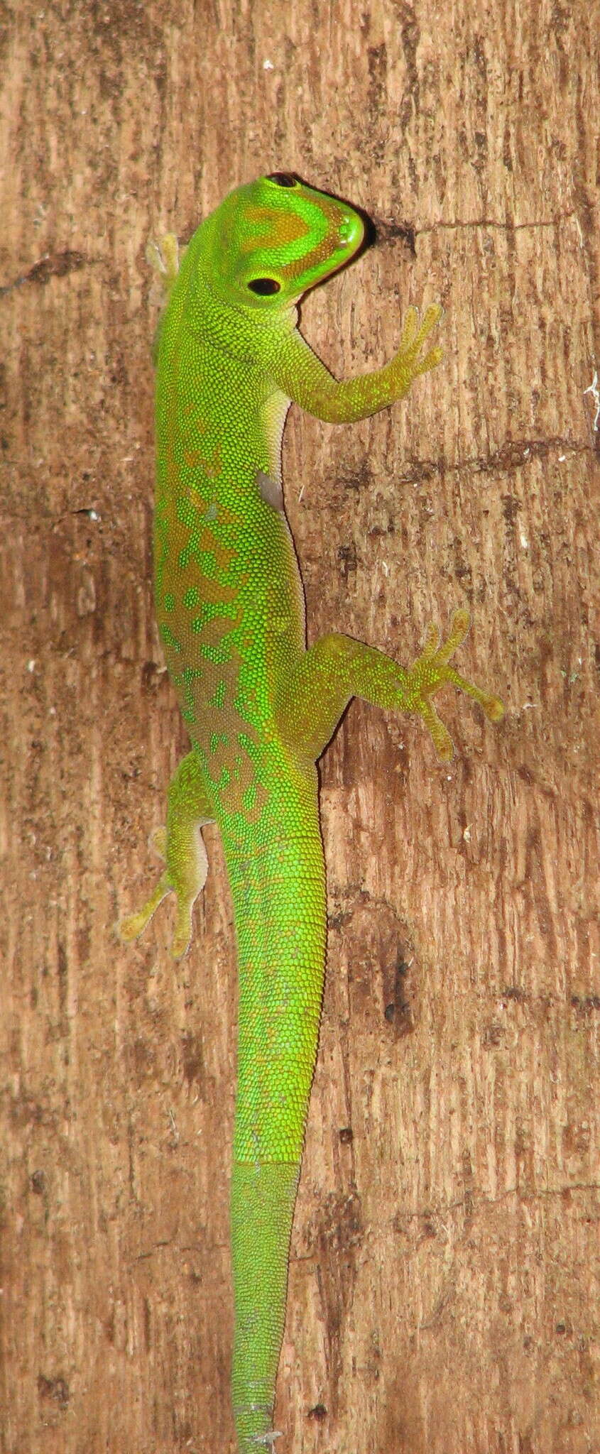 Image of Seychelles Day Gecko